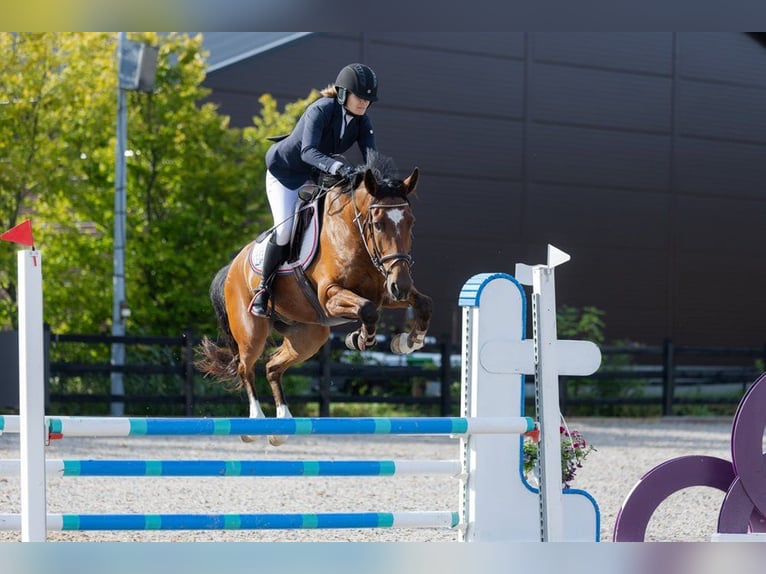 Weitere Warmblüter Wallach 6 Jahre 160 cm Brauner in Mysen