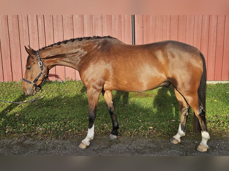 Weitere Warmblüter Wallach 6 Jahre 160 cm Brauner in Mysen