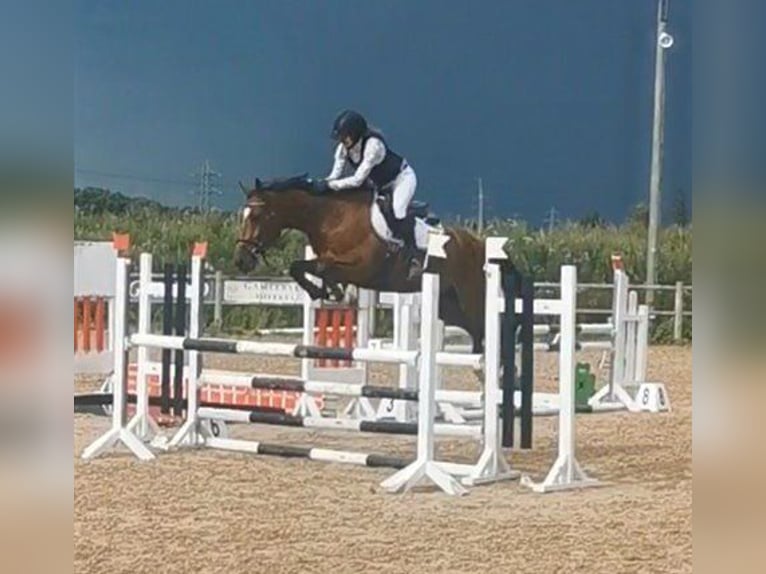 Weitere Warmblüter Wallach 6 Jahre 160 cm Brauner in Mysen