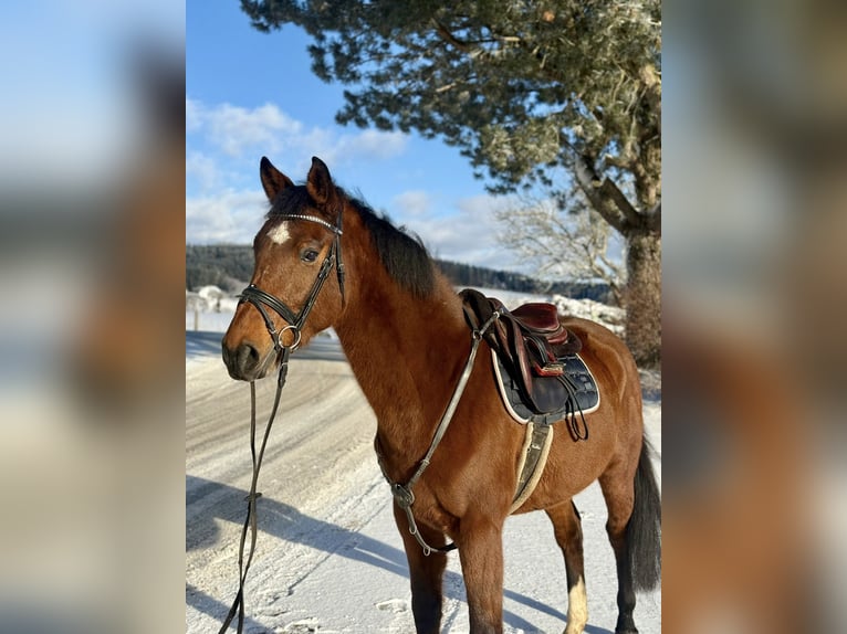 Weitere Warmblüter Wallach 6 Jahre 160 cm Brauner in Pelmberg