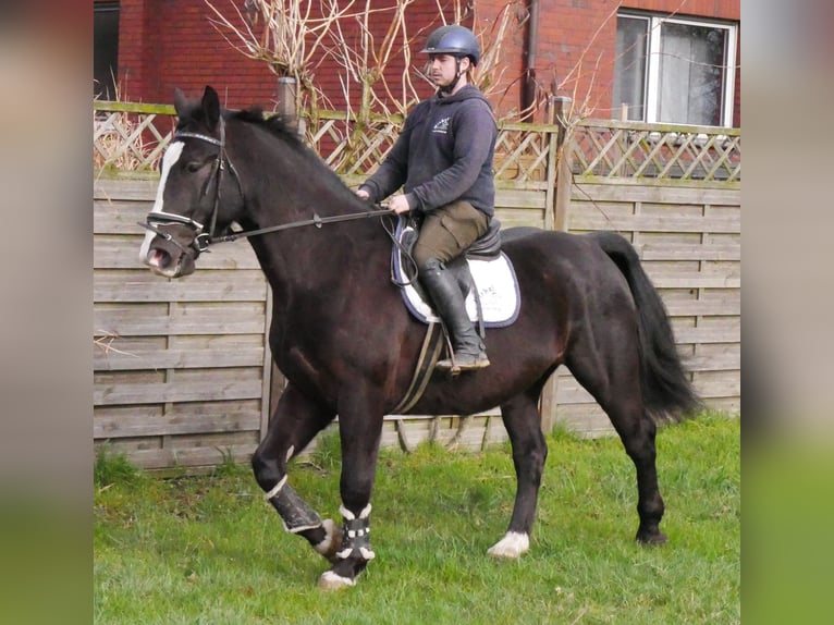 Weitere Warmblüter Mix Wallach 6 Jahre 160 cm Rappe in Dorsten