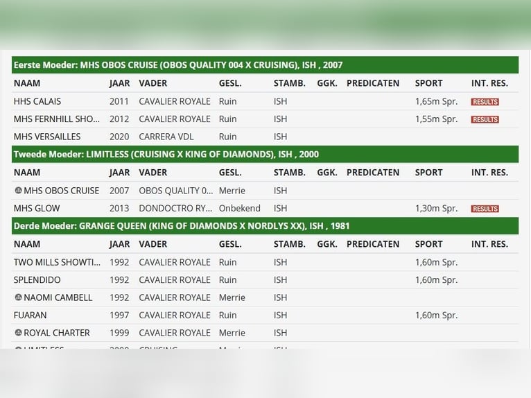 Weitere Warmblüter Wallach 6 Jahre 162 cm Brauner in Malaga