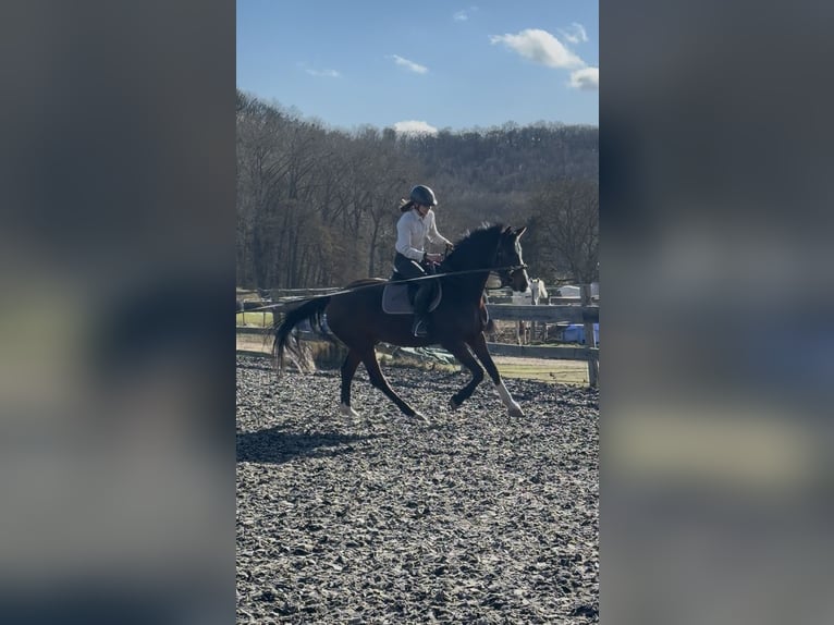 Weitere Warmblüter Wallach 6 Jahre 163 cm Brauner in Hofgeismar