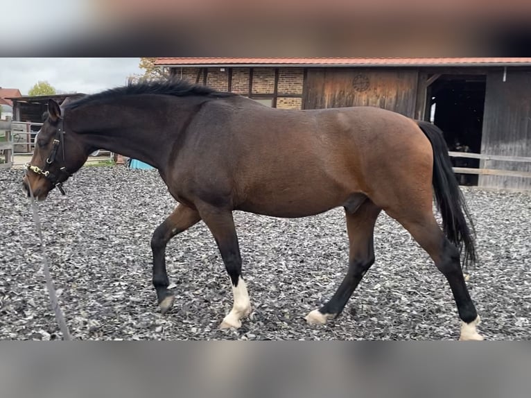 Weitere Warmblüter Wallach 6 Jahre 163 cm Brauner in Hofgeismar