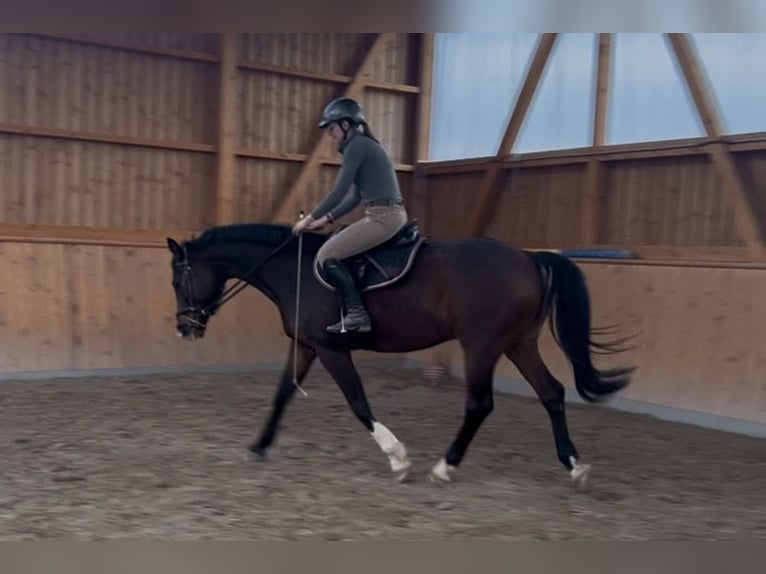 Weitere Warmblüter Wallach 6 Jahre 163 cm Brauner in Hofgeismar