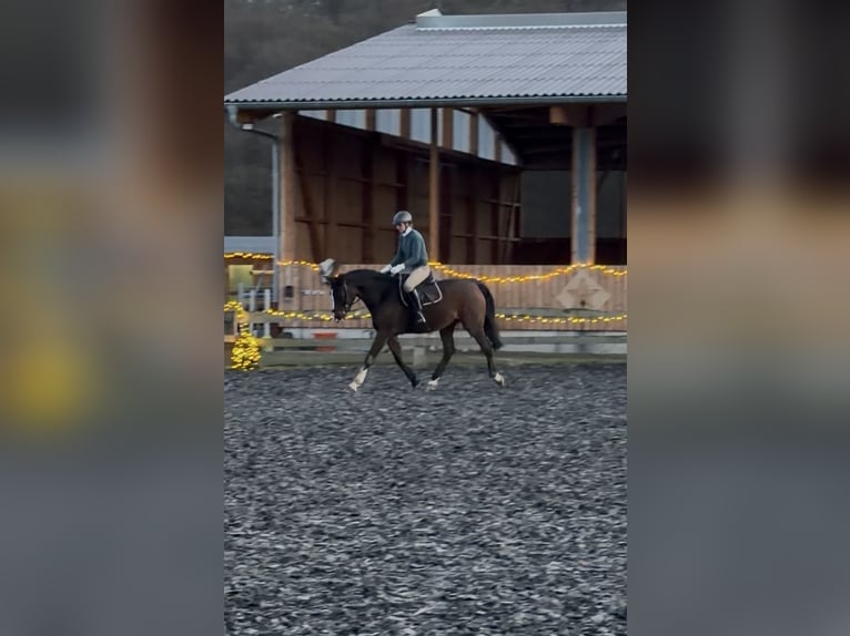 Weitere Warmblüter Wallach 6 Jahre 163 cm Brauner in Hofgeismar