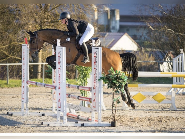 Weitere Warmblüter Wallach 6 Jahre 165 cm Brauner in Epfendorf