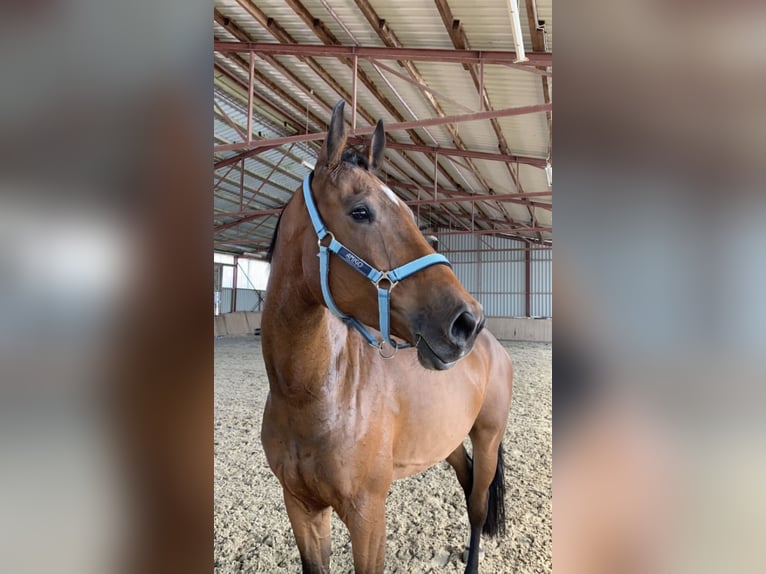 Weitere Warmblüter Wallach 6 Jahre 165 cm Brauner in Epfendorf