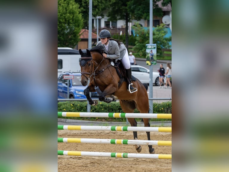 Weitere Warmblüter Wallach 6 Jahre 165 cm Brauner in Epfendorf