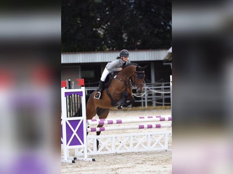 Weitere Warmblüter Wallach 6 Jahre 165 cm Brauner in Epfendorf