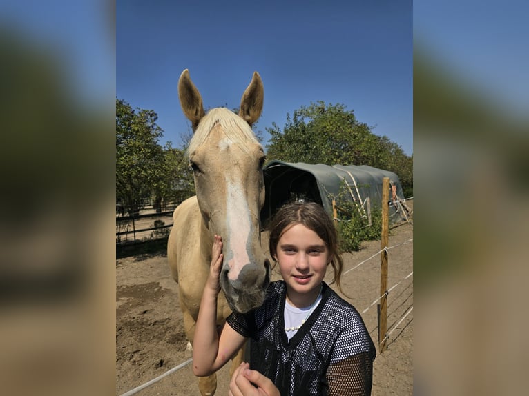 Weitere Warmblüter Wallach 6 Jahre 165 cm Palomino in Obertshausen
