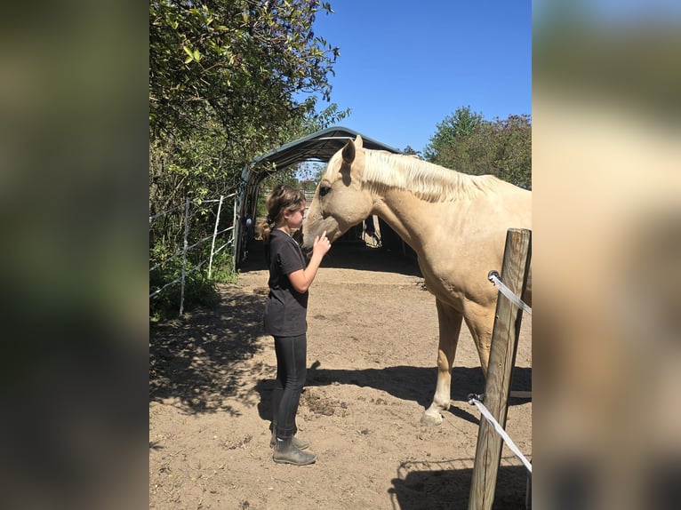 Weitere Warmblüter Wallach 6 Jahre 165 cm Palomino in Obertshausen