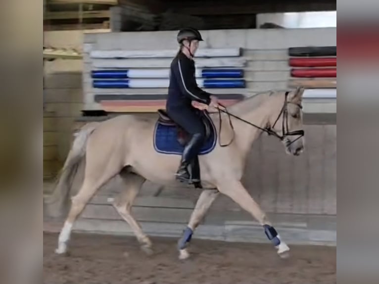 Weitere Warmblüter Wallach 6 Jahre 165 cm Palomino in Wallenhorst