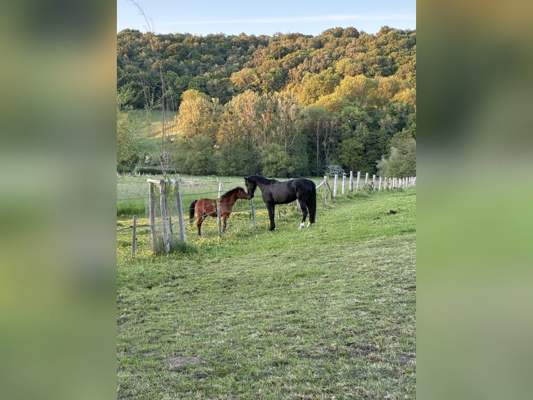 Weitere Warmblüter Wallach 6 Jahre 165 cm Rappe in Voeren