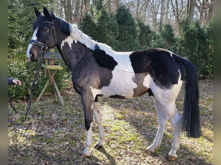 Weitere Warmblüter Wallach 6 Jahre 165 cm Schecke in Braunschweig