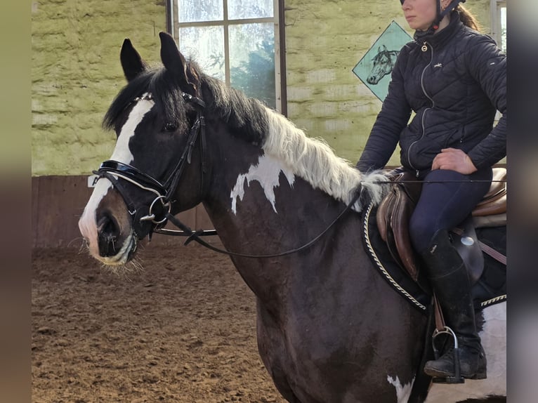 Weitere Warmblüter Wallach 6 Jahre 165 cm Schecke in Braunschweig