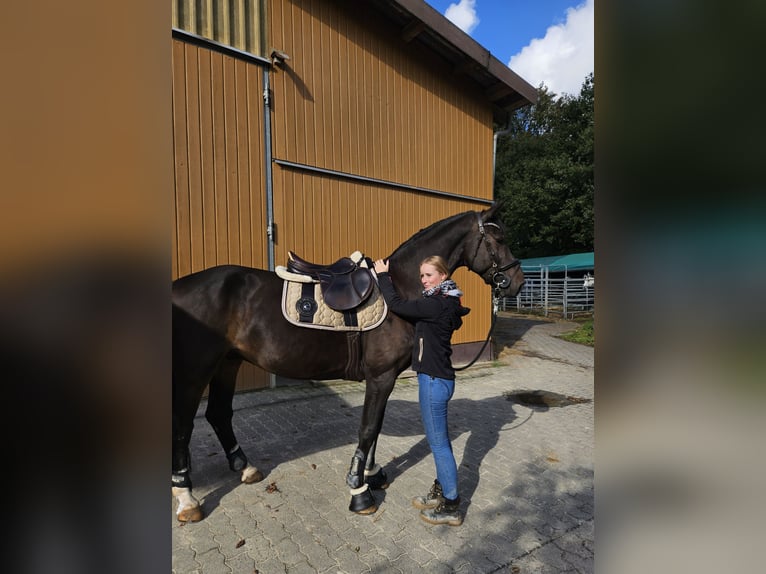 Weitere Warmblüter Mix Wallach 6 Jahre 165 cm Schwarzbrauner in Windeck