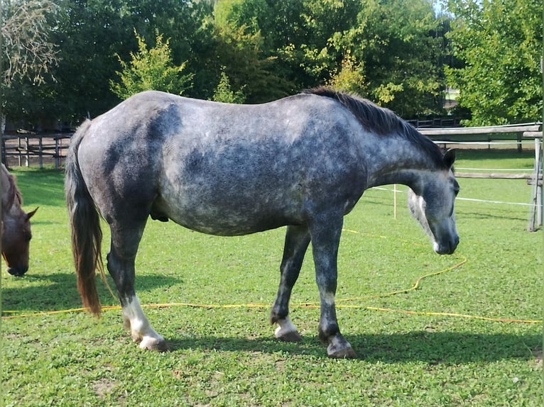 Weitere Warmblüter Mix Wallach 6 Jahre 167 cm Kann Schimmel werden in Klein Harras