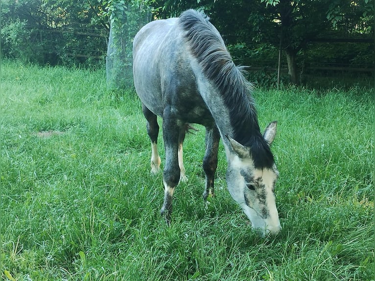 Weitere Warmblüter Mix Wallach 6 Jahre 167 cm Kann Schimmel werden in Klein Harras