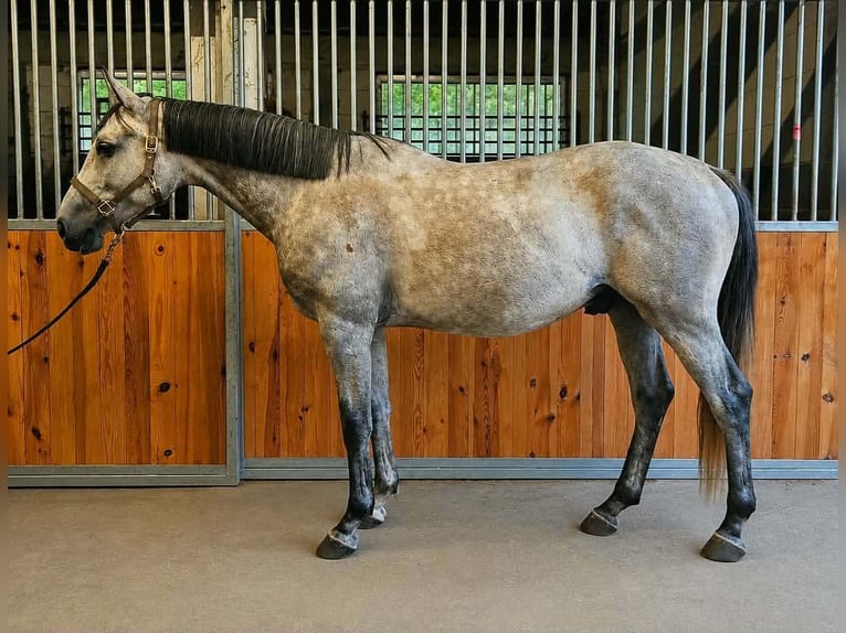 Weitere Warmblüter Wallach 6 Jahre 167 cm Schimmel in Mokrzyska