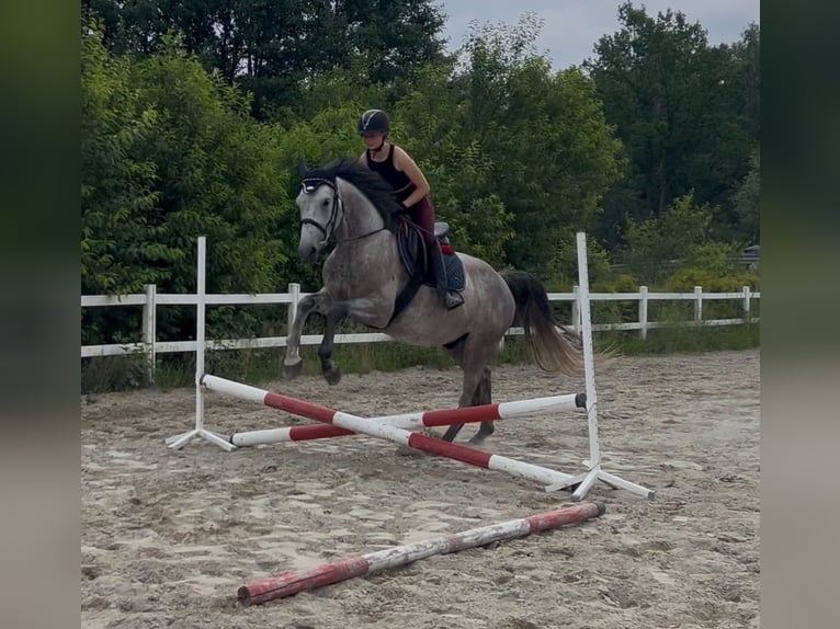 Weitere Warmblüter Wallach 6 Jahre 167 cm Schimmel in Mokrzyska