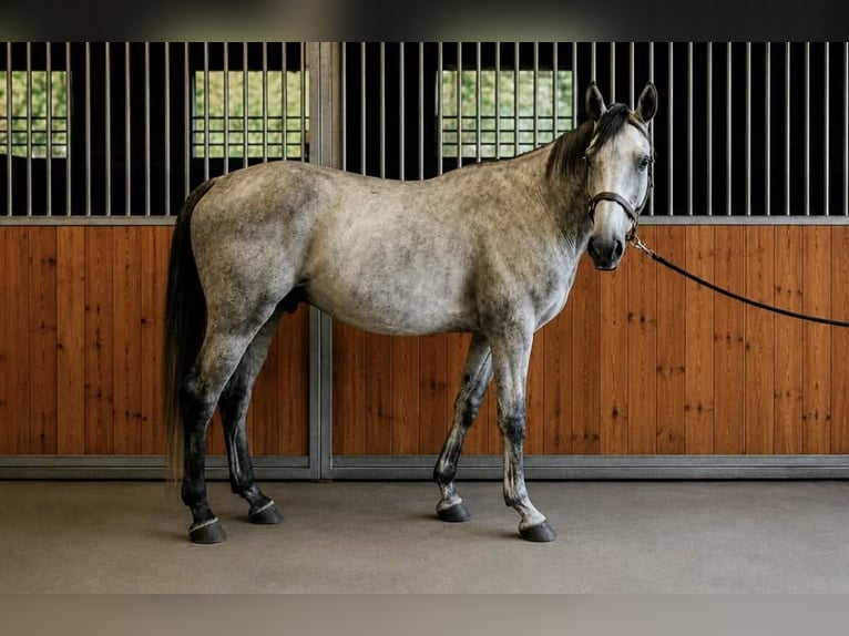 Weitere Warmblüter Wallach 6 Jahre 167 cm Schimmel in Mokrzyska