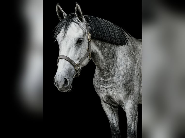 Weitere Warmblüter Wallach 6 Jahre 167 cm Schimmel in Mokrzyska