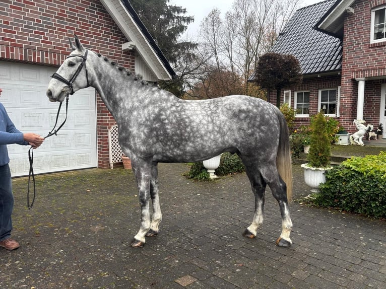 Weitere Warmblüter Wallach 6 Jahre 168 cm Apfelschimmel in W&#xE4;chtersbach