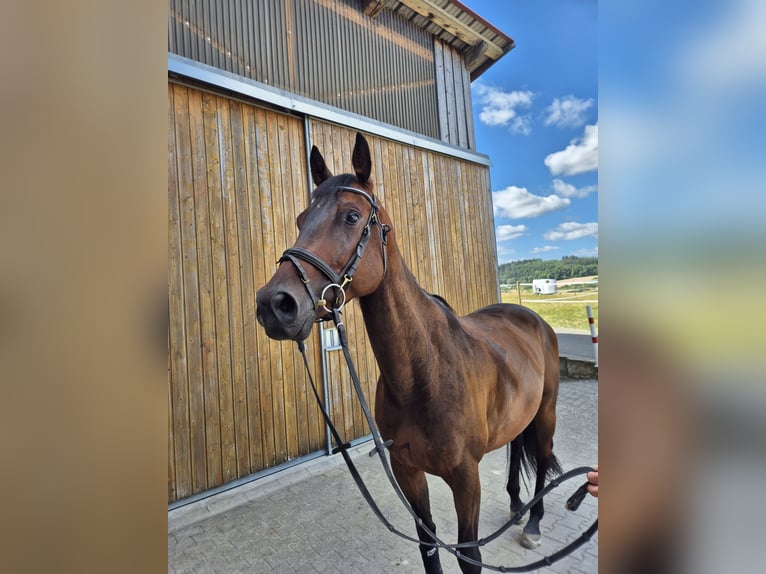 Weitere Warmblüter Wallach 6 Jahre 168 cm Brauner in Mühlacker