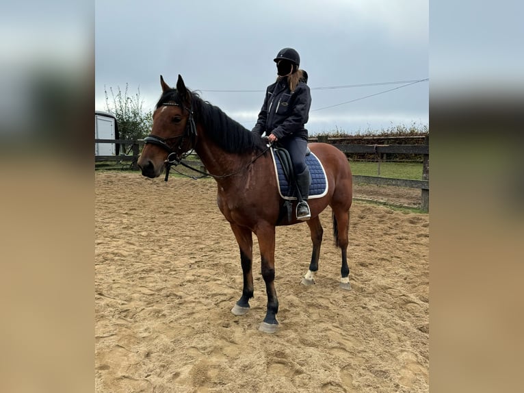 Weitere Warmblüter Wallach 6 Jahre 168 cm Brauner in Daleiden