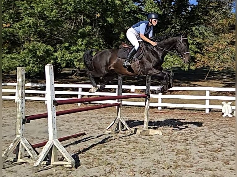 Weitere Warmblüter Wallach 6 Jahre 168 cm Rotbrauner in Lebanon NJ