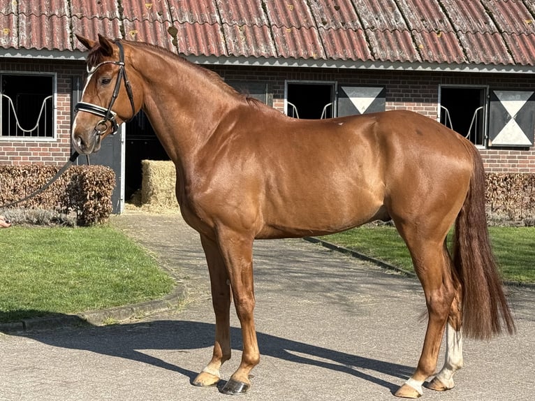 Weitere Warmblüter Wallach 6 Jahre 169 cm Dunkelfuchs in Liessel