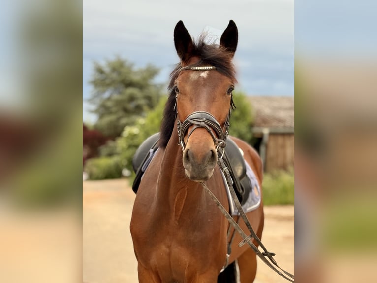 Weitere Warmblüter Wallach 6 Jahre 170 cm Brauner in Bexbach