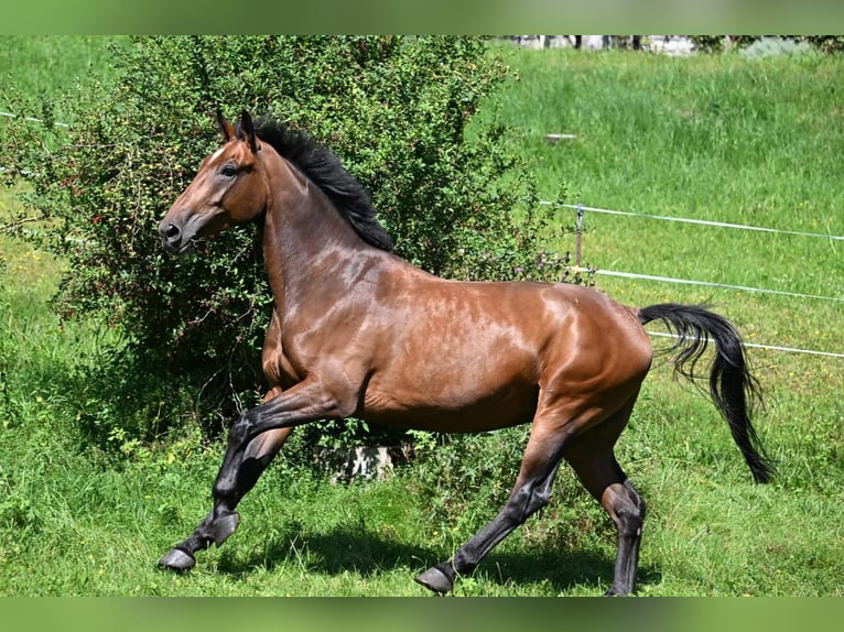 Weitere Warmblüter Mix Wallach 6 Jahre 170 cm Brauner in Mittenwald