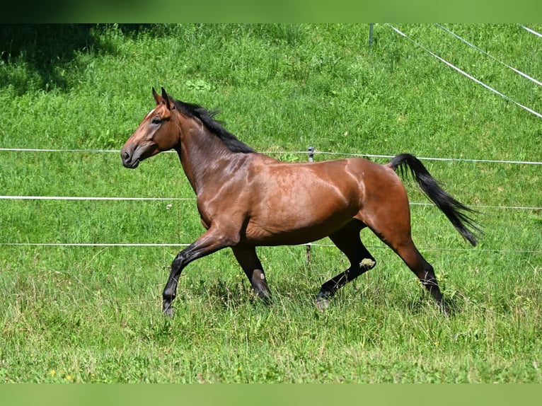 Weitere Warmblüter Mix Wallach 6 Jahre 170 cm Brauner in Mittenwald