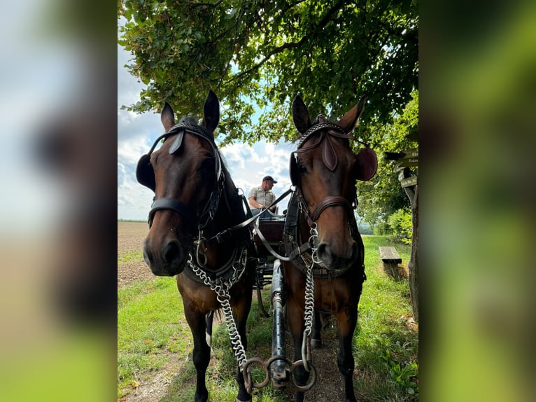 Weitere Warmblüter Wallach 6 Jahre 170 cm Dunkelbrauner in Nossen