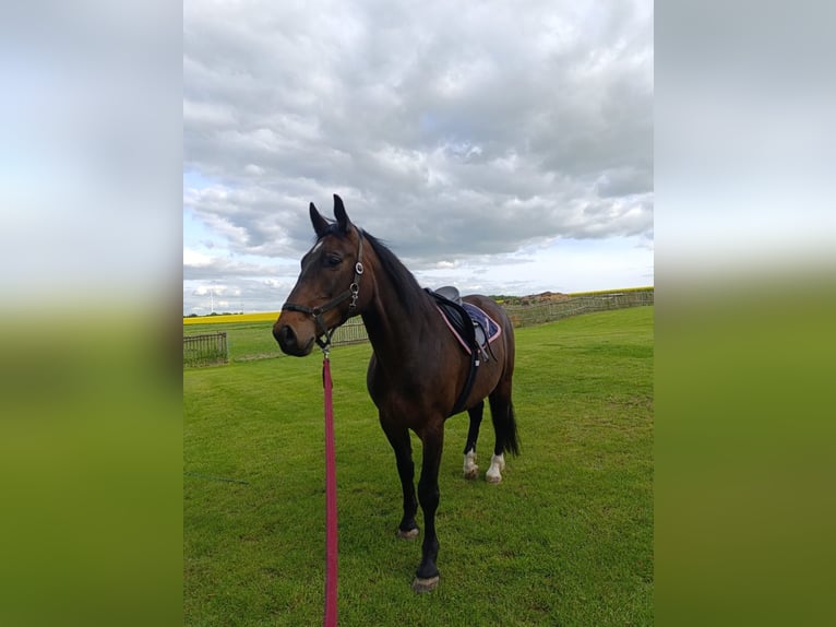 Weitere Warmblüter Wallach 6 Jahre 170 cm Dunkelbrauner in Nossen