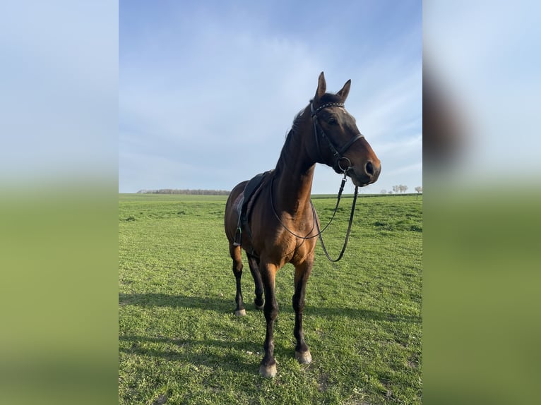 Weitere Warmblüter Wallach 6 Jahre 170 cm Dunkelbrauner in Nossen