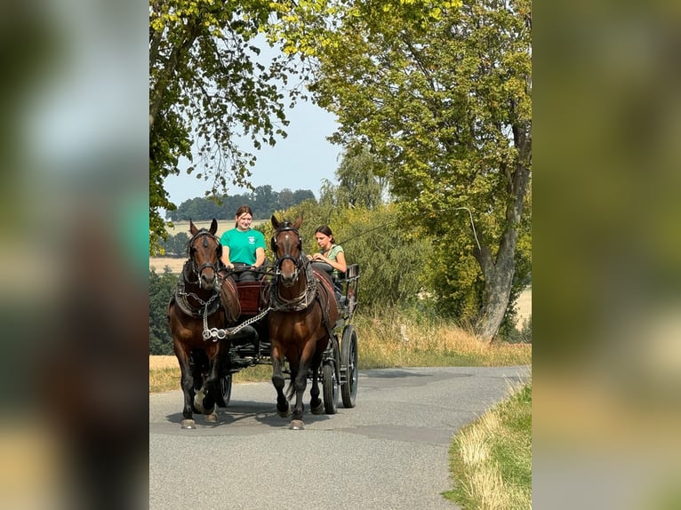 Weitere Warmblüter Wallach 6 Jahre 170 cm Dunkelbrauner in Nossen