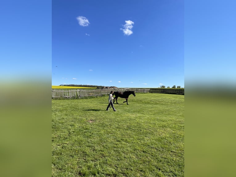 Weitere Warmblüter Wallach 6 Jahre 170 cm Dunkelbrauner in Nossen