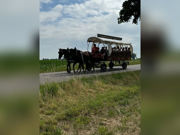 Weitere Warmblüter Wallach 6 Jahre 170 cm Dunkelbrauner in Nossen