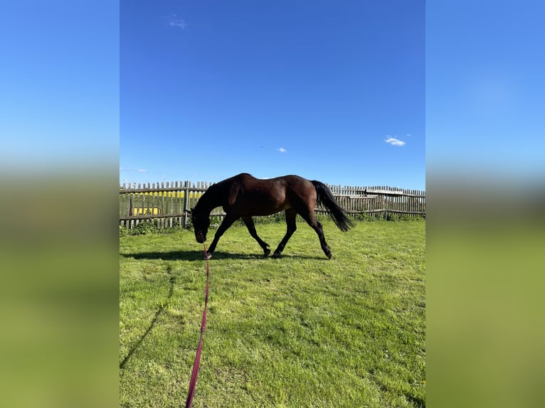 Weitere Warmblüter Wallach 6 Jahre 170 cm Dunkelbrauner in Nossen