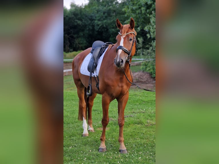 Weitere Warmblüter Wallach 6 Jahre 170 cm Fuchs in Warendorf