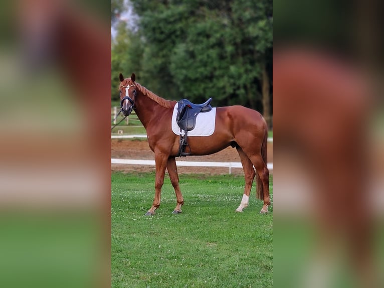 Weitere Warmblüter Wallach 6 Jahre 170 cm Fuchs in Warendorf
