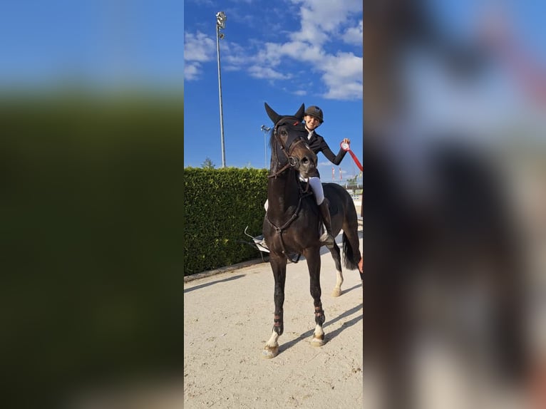 Weitere Warmblüter Wallach 6 Jahre 170 cm Rappe in Eggelsberg