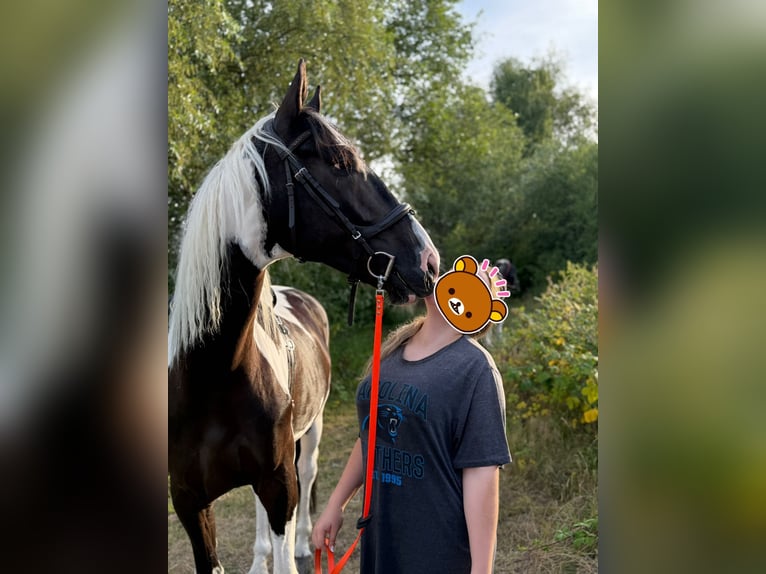 Weitere Warmblüter Wallach 6 Jahre 170 cm Schecke in B&#xFC;ckeburg Evesen