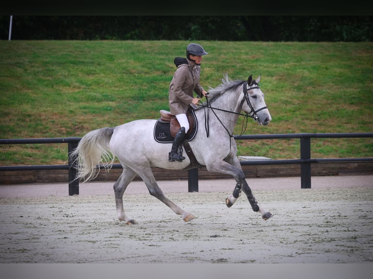 Weitere Warmblüter Wallach 6 Jahre 172 cm Schimmel in Chaumontel