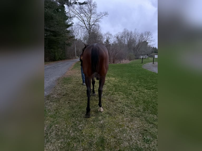 Weitere Warmblüter Wallach 6 Jahre 173 cm Rotbrauner in Plympton