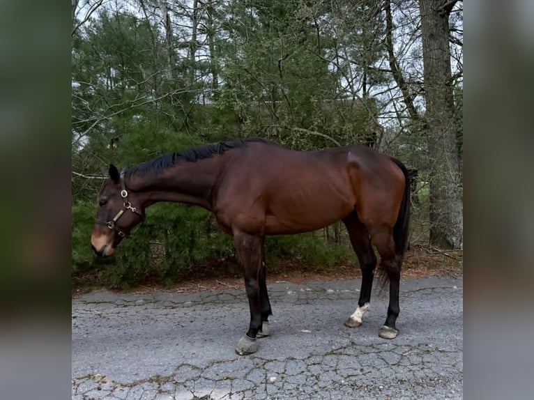 Weitere Warmblüter Wallach 6 Jahre 173 cm Rotbrauner in Plympton