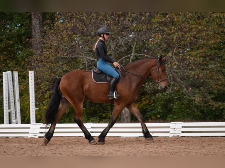 Weitere Warmblüter Mix Wallach 6 Jahre 175 cm Rotbrauner in Clover